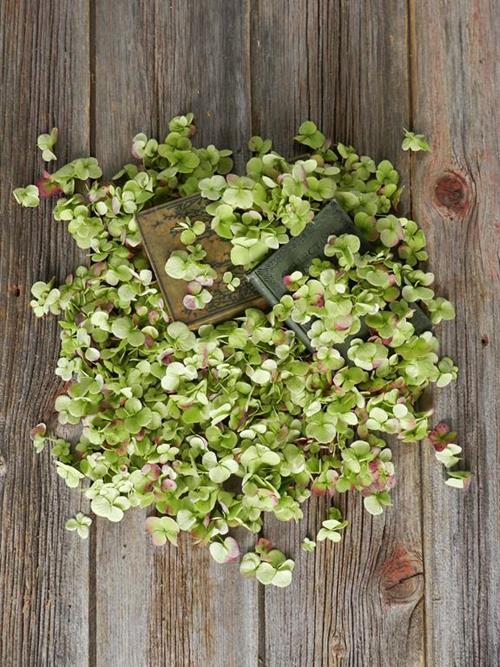 250 GRAMS BAGGED GREEN ANTIQUE HYDRANGEA PETALS